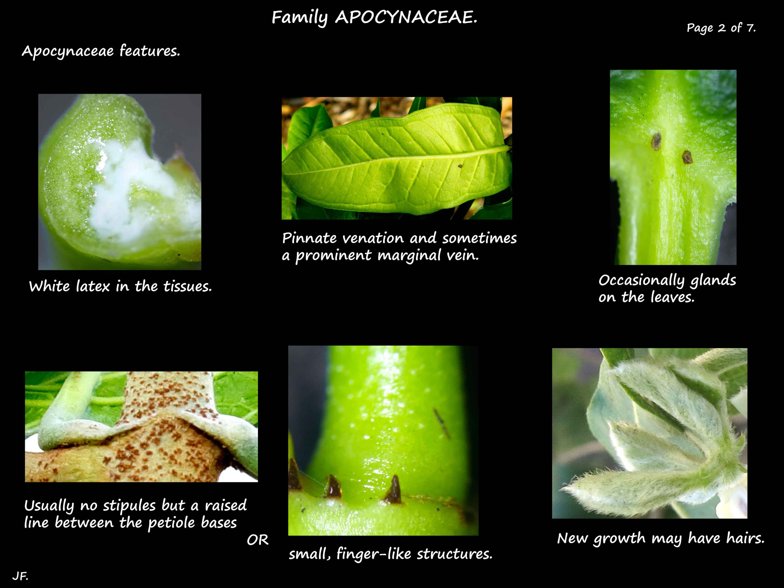 2 Apocynaceae leaf glands